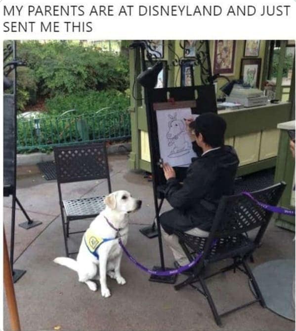 animal memes, pet memes, hilarious cat memes, amusing kitty memes, pet humor, dog humor, animal humor, dog memes