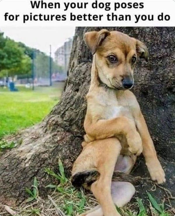 animal memes, pet memes, hilarious cat memes, amusing kitty memes, pet humor, dog humor, animal humor, dog memes