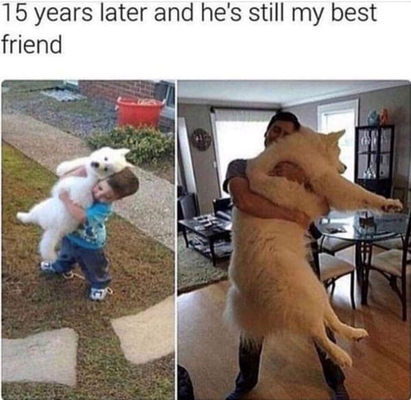 animal memes, pet memes, hilarious cat memes, amusing kitty memes, pet humor, dog humor, animal humor, dog memes