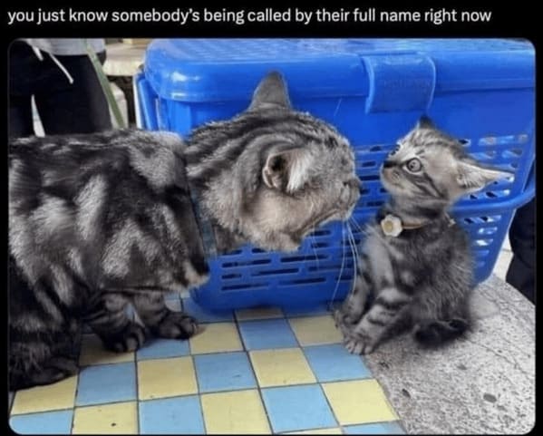 animal memes, pet memes, hilarious cat memes, amusing kitty memes, pet humor, dog humor, animal humor, dog memes