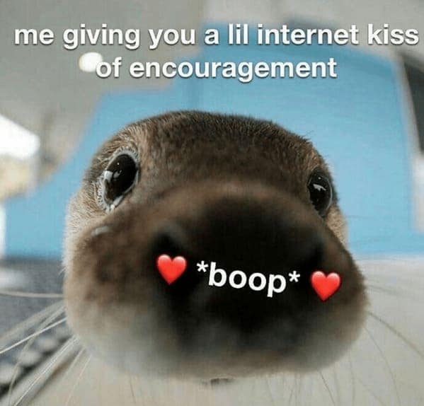 animal memes, pet memes, hilarious cat memes, amusing kitty memes, pet humor, dog humor, animal humor, dog memes