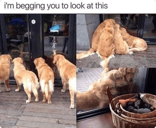 animal memes, pet memes, hilarious cat memes, amusing kitty memes, pet humor, dog humor, animal humor, dog memes