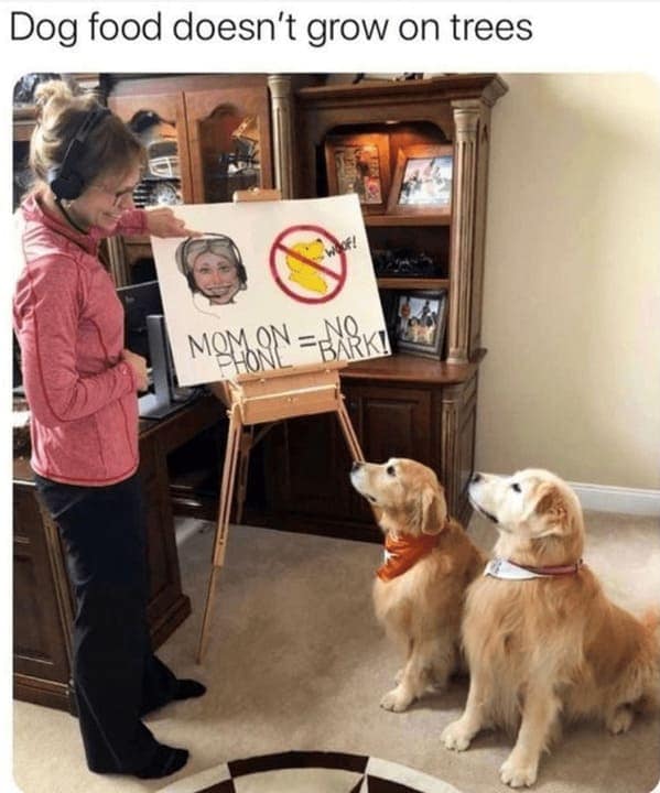 animal memes, pet memes, hilarious cat memes, amusing kitty memes, pet humor, dog humor, animal humor, dog memes