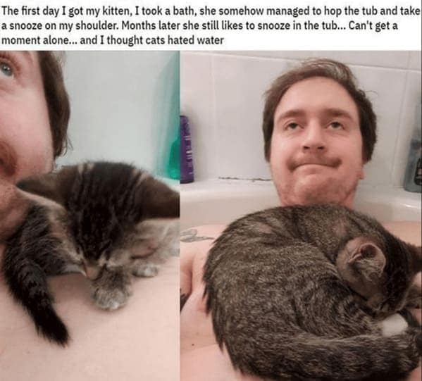 animal memes, pet memes, hilarious cat memes, amusing kitty memes, pet humor, dog humor, animal humor, dog memes