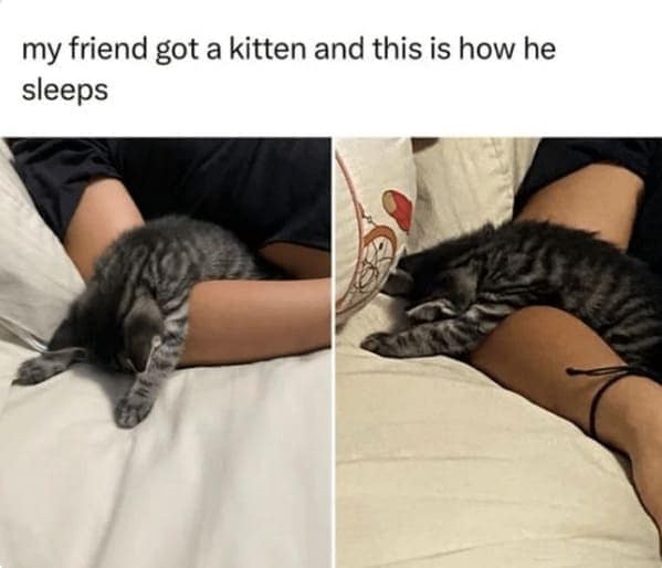 animal memes, pet memes, hilarious cat memes, amusing kitty memes, pet humor, dog humor, animal humor, dog memes