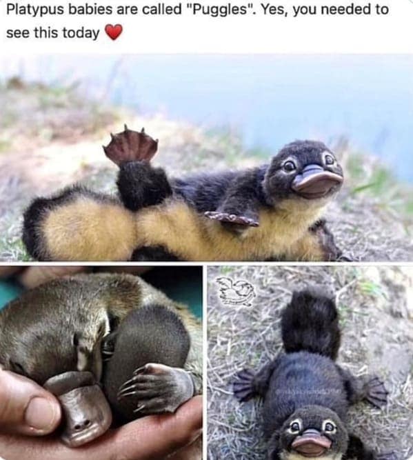 animal memes, pet memes, hilarious cat memes, amusing kitty memes, pet humor, dog humor, animal humor, dog memes