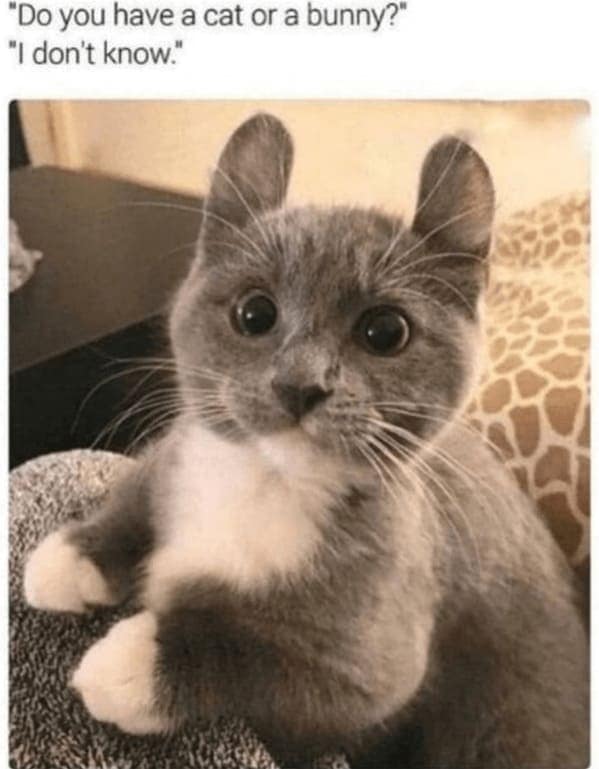 animal memes, pet memes, hilarious cat memes, amusing kitty memes, pet humor, dog humor, animal humor, dog memes