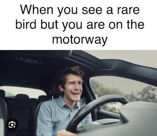 birding memes, bird watching memes, birdwatching memes, birdwatching humor, ornithology jokes, avian enthusiasts, bird memes, feathered funnies, birdwatcher humor