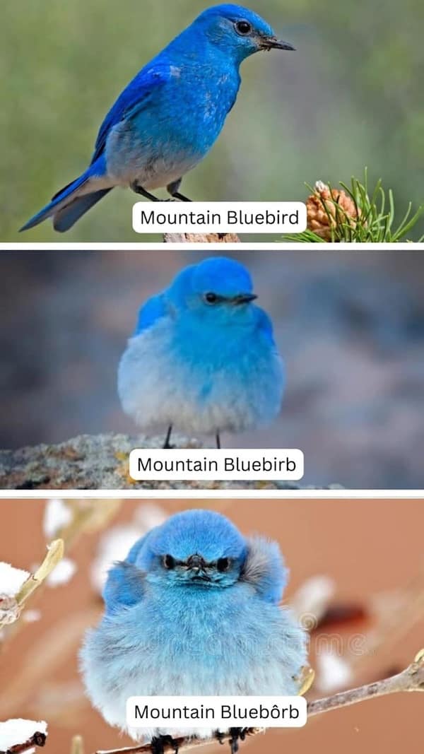 birding memes, bird watching memes, birdwatching memes, birdwatching humor, ornithology jokes, avian enthusiasts, bird memes, feathered funnies, birdwatcher humor
