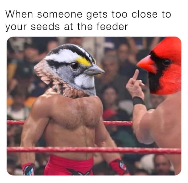 birding memes, bird watching memes, birdwatching memes, birdwatching humor, ornithology jokes, avian enthusiasts, bird memes, feathered funnies, birdwatcher humor