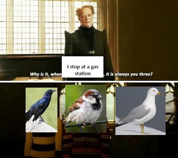 birding memes, bird watching memes, birdwatching memes, birdwatching humor, ornithology jokes, avian enthusiasts, bird memes, feathered funnies, birdwatcher humor