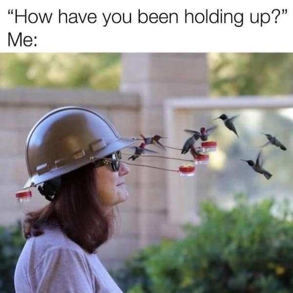 birding memes, bird watching memes, birdwatching memes, birdwatching humor, ornithology jokes, avian enthusiasts, bird memes, feathered funnies, birdwatcher humor
