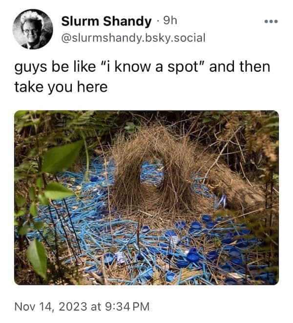 birding memes, bird watching memes, birdwatching memes, birdwatching humor, ornithology jokes, avian enthusiasts, bird memes, feathered funnies, birdwatcher humor