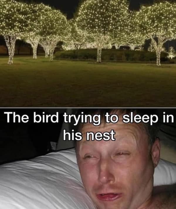 birding memes, bird watching memes, birdwatching memes, birdwatching humor, ornithology jokes, avian enthusiasts, bird memes, feathered funnies, birdwatcher humor
