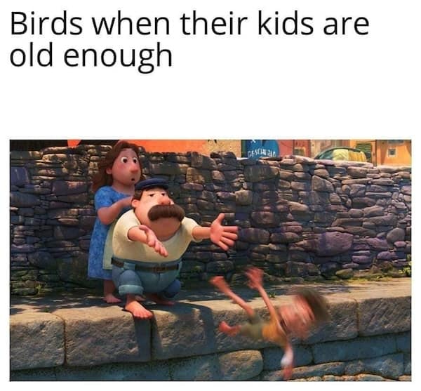 birding memes, bird watching memes, birdwatching memes, birdwatching humor, ornithology jokes, avian enthusiasts, bird memes, feathered funnies, birdwatcher humor