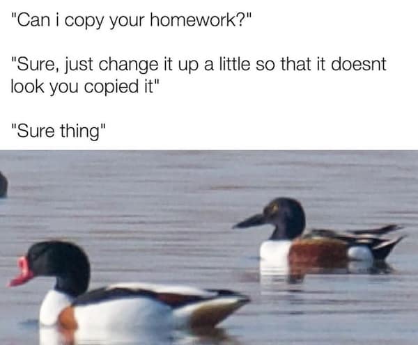 birding memes, bird watching memes, birdwatching memes, birdwatching humor, ornithology jokes, avian enthusiasts, bird memes, feathered funnies, birdwatcher humor