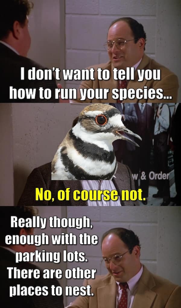 birding memes, bird watching memes, birdwatching memes, birdwatching humor, ornithology jokes, avian enthusiasts, bird memes, feathered funnies, birdwatcher humor