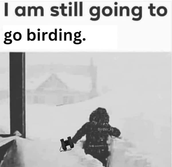 birding memes, bird watching memes, birdwatching memes, birdwatching humor, ornithology jokes, avian enthusiasts, bird memes, feathered funnies, birdwatcher humor