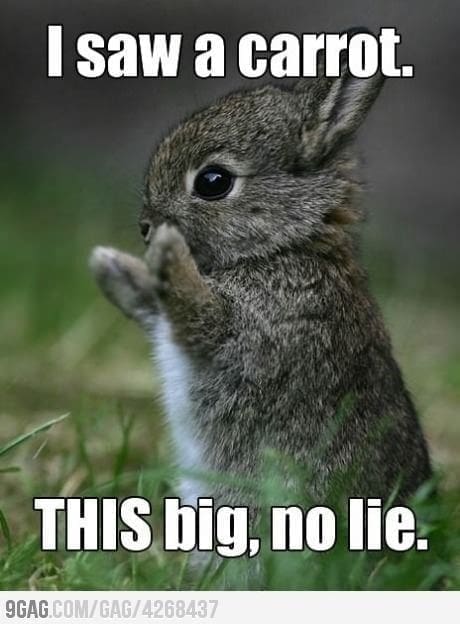 bunny memes, rabbit memes, Easter bunny memes, easter memes, Cute bunny memes
