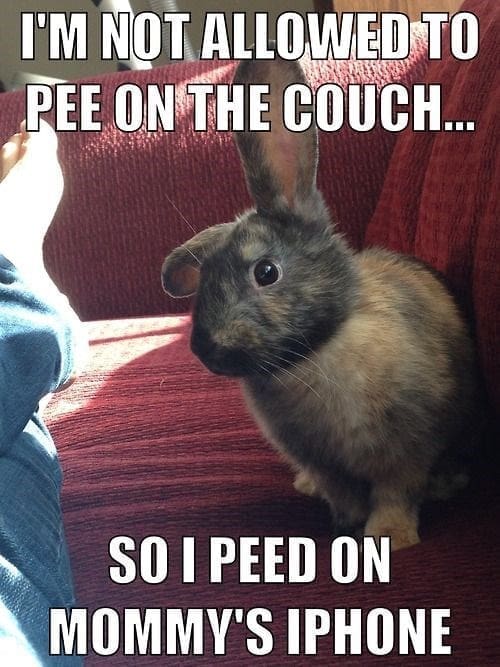 bunny memes, rabbit memes, Easter bunny memes, easter memes, Cute bunny memes