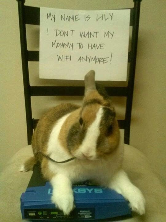 bunny memes, rabbit memes, Easter bunny memes, easter memes, Cute bunny memes