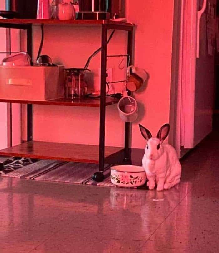bunny memes, rabbit memes, Easter bunny memes, easter memes, Cute bunny memes