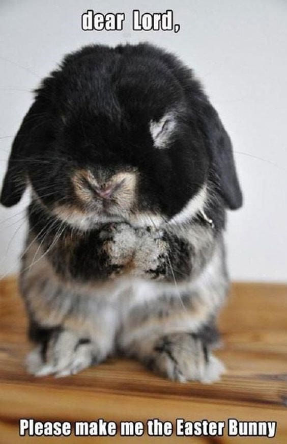 bunny memes, rabbit memes, Easter bunny memes, easter memes, Cute bunny memes