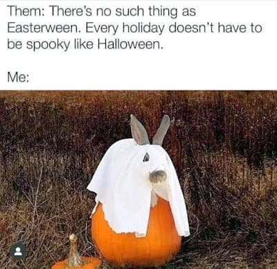 bunny memes, rabbit memes, Easter bunny memes, easter memes, Cute bunny memes