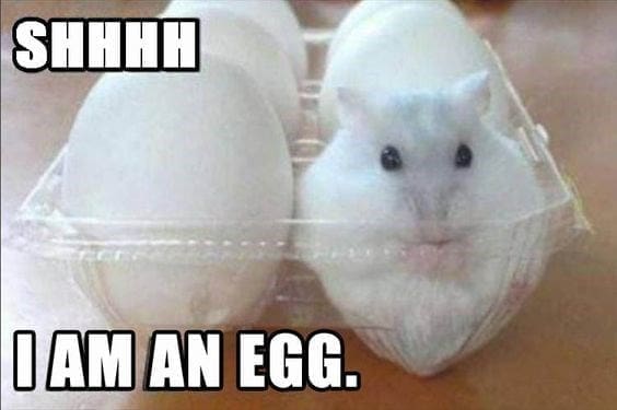 bunny memes, rabbit memes, Easter bunny memes, easter memes, Cute bunny memes