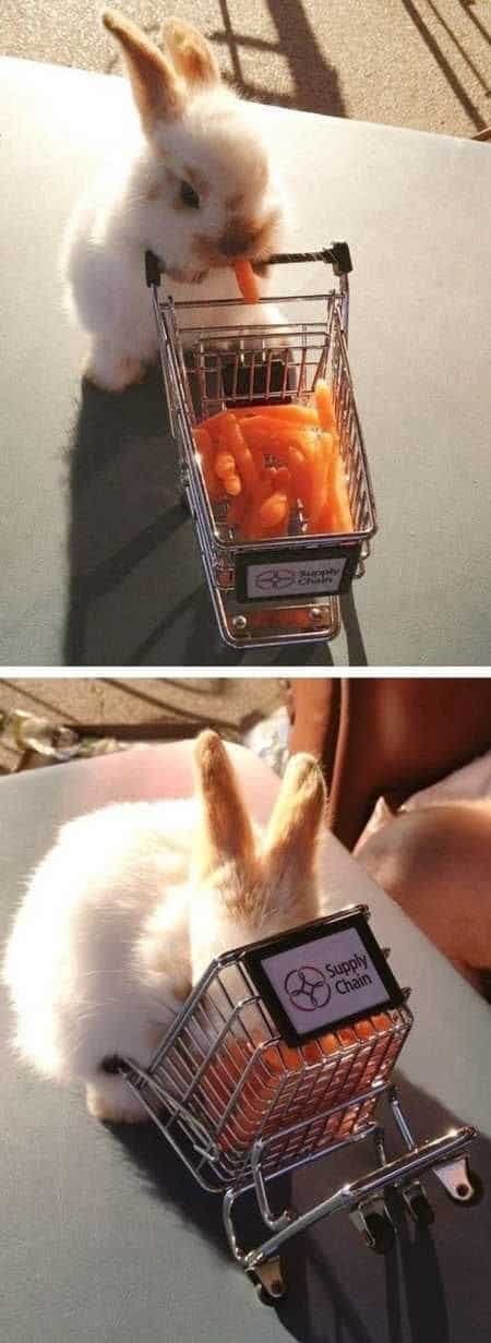 bunny memes, rabbit memes, Easter bunny memes, easter memes, Cute bunny memes