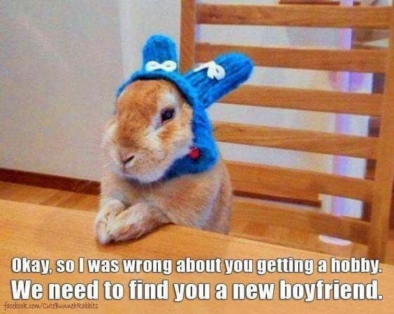 bunny memes, rabbit memes, Easter bunny memes, easter memes, Cute bunny memes