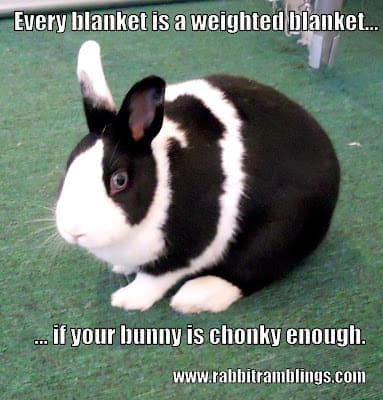 bunny memes, rabbit memes, Easter bunny memes, easter memes, Cute bunny memes