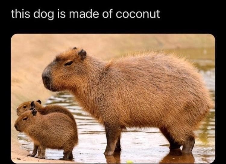 capybara memes, capybara jokes, absurd comedy, oversized rodent humor, comical wildlife memes