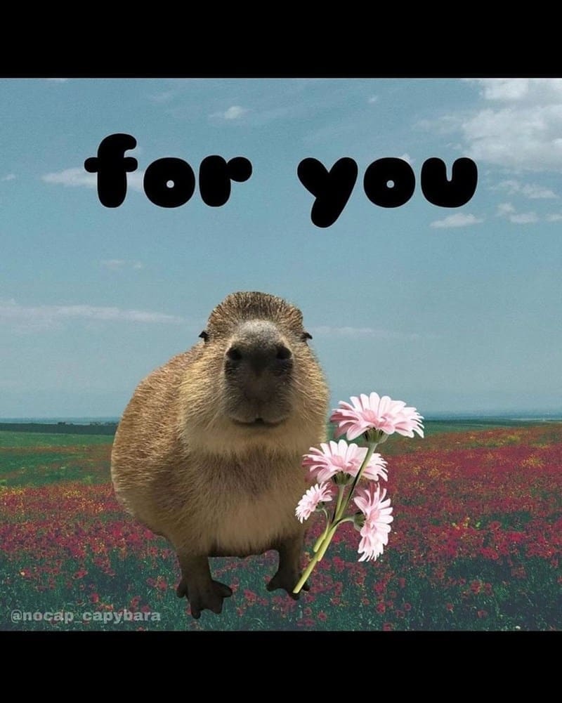 capybara memes, capybara jokes, absurd comedy, oversized rodent humor, comical wildlife memes