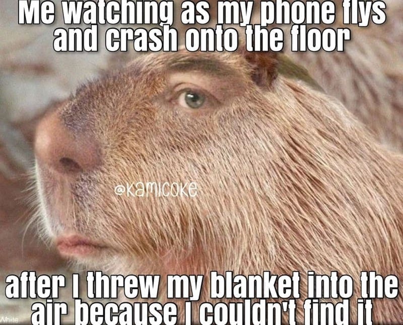 capybara memes, capybara jokes, absurd comedy, oversized rodent humor, comical wildlife memes