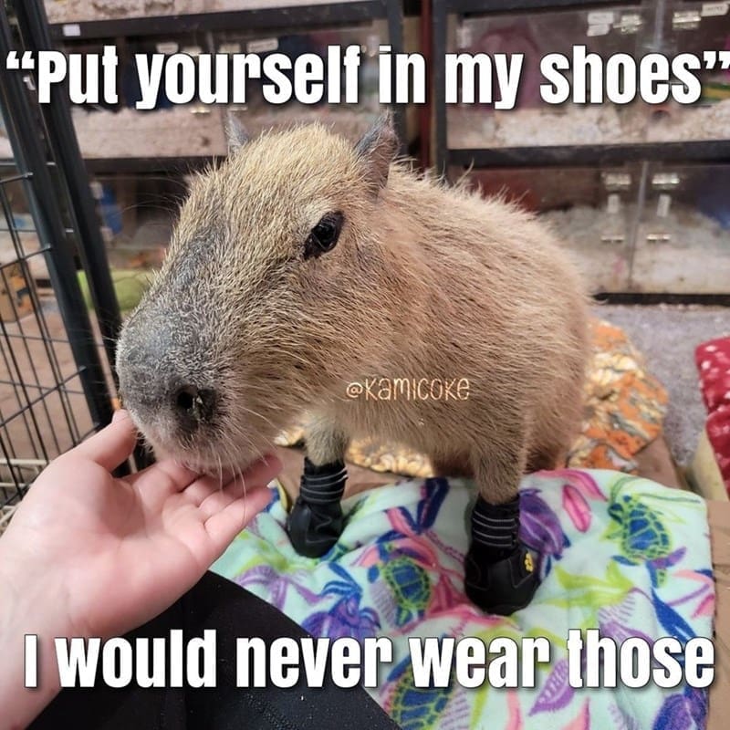 capybara memes, capybara jokes, absurd comedy, oversized rodent humor, comical wildlife memes