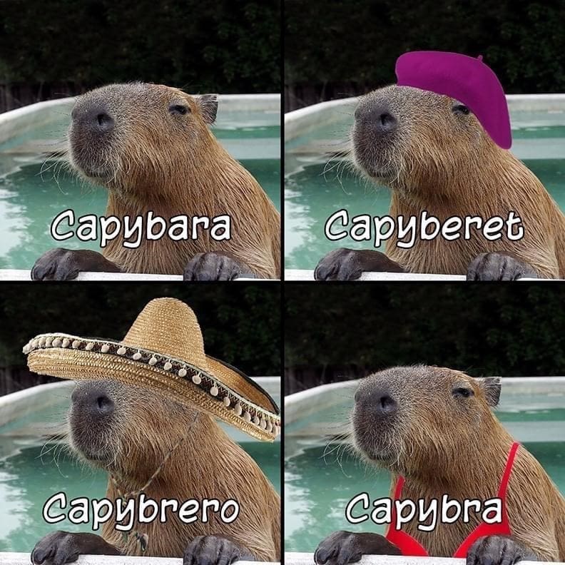 capybara memes, capybara jokes, absurd comedy, oversized rodent humor, comical wildlife memes