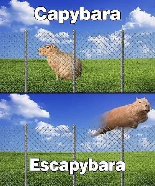 capybara memes, capybara jokes, absurd comedy, oversized rodent humor, comical wildlife memes