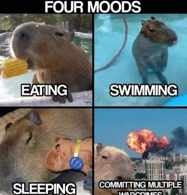 Capybara Memes: 39 Memes From The Friendliest Rodent