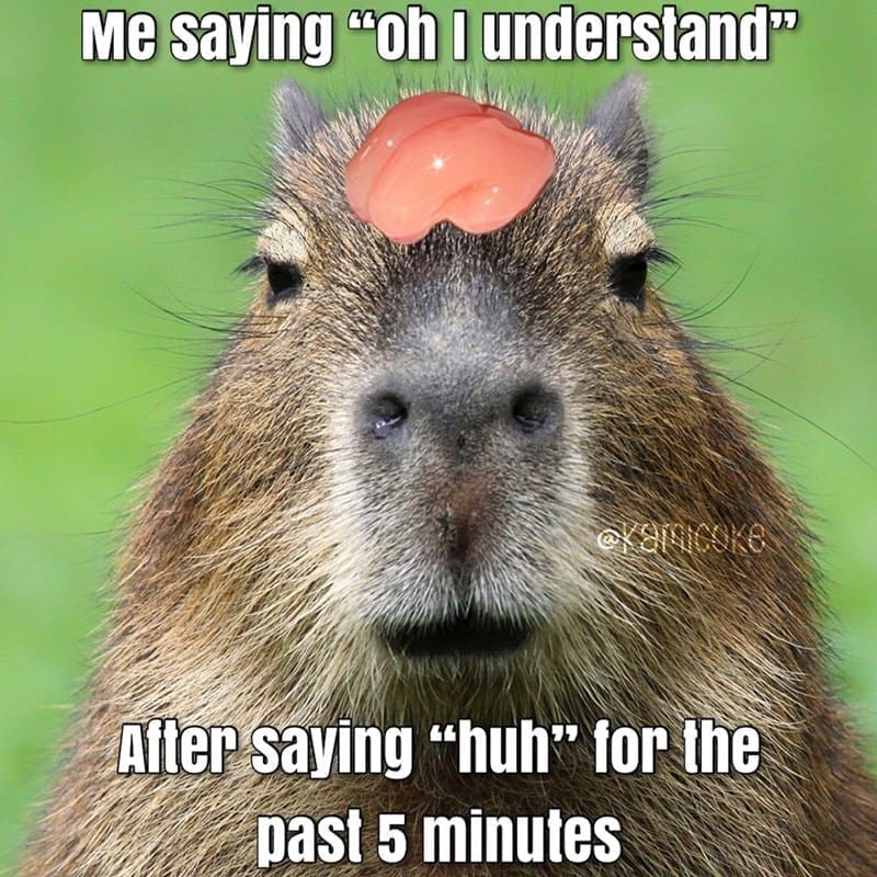 capybara memes, capybara jokes, absurd comedy, oversized rodent humor, comical wildlife memes