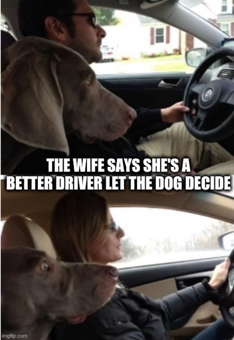 car memes THE WIFE SAYS SHE'S A BETTER DRIVER LET THE DOG DECIDE
