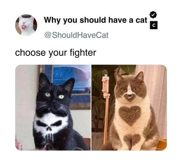 cat memes, pet memes, feline humor, cat ownership memes, Kitty comedy, purr-fect memes, whisker-filled humor