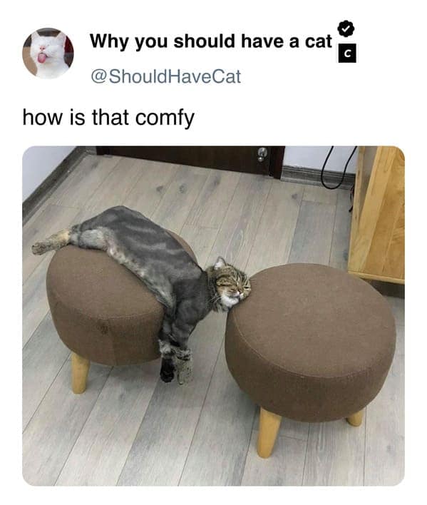 cat memes, pet memes, feline humor, cat ownership memes, Kitty comedy, purr-fect memes, whisker-filled humor