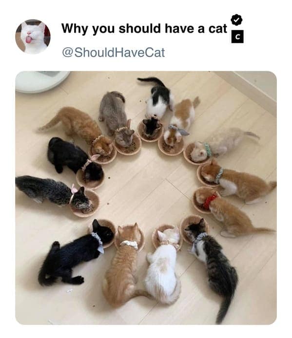 cat memes, pet memes, feline humor, cat ownership memes, Kitty comedy, purr-fect memes, whisker-filled humor