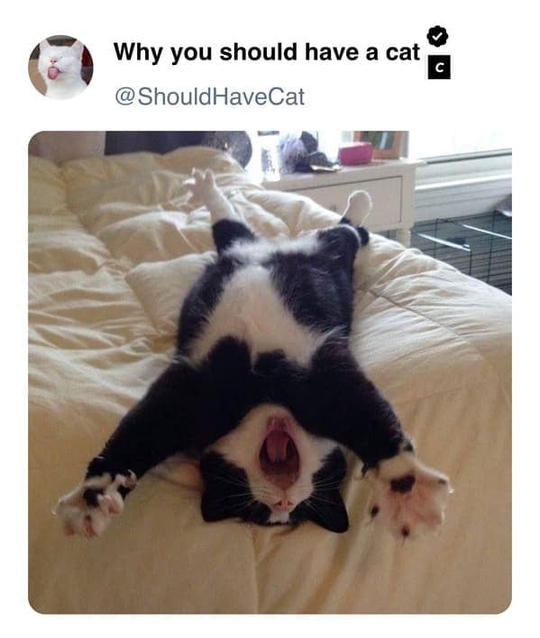 cat memes, pet memes, feline humor, cat ownership memes, Kitty comedy, purr-fect memes, whisker-filled humor