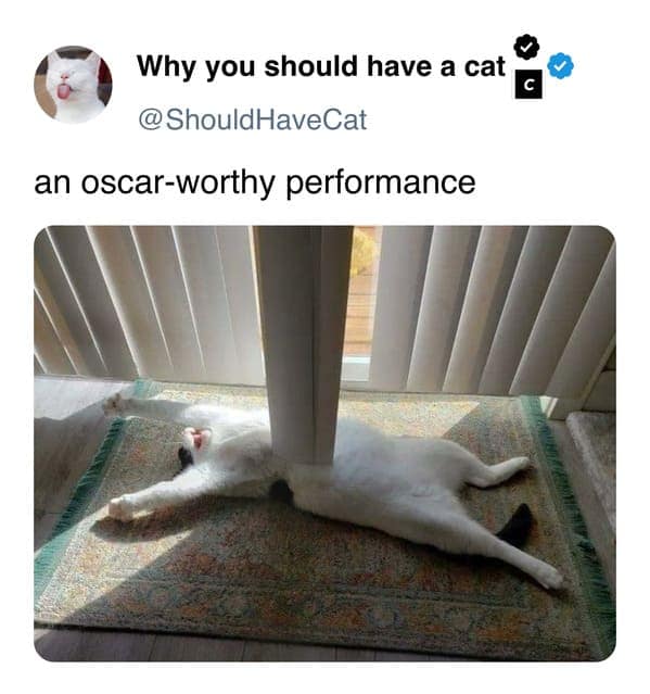 cat memes, pet memes, feline humor, cat ownership memes, Kitty comedy, purr-fect memes, whisker-filled humor