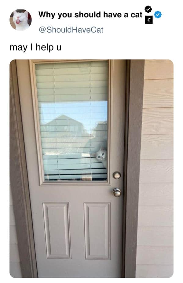 cat memes, pet memes, feline humor, cat ownership memes, Kitty comedy, purr-fect memes, whisker-filled humor