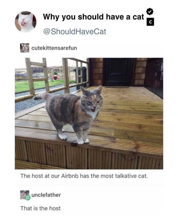 cat memes, pet memes, feline humor, cat ownership memes, Kitty comedy, purr-fect memes, whisker-filled humor