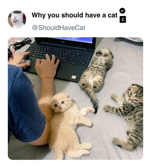 cat memes, pet memes, feline humor, cat ownership memes, Kitty comedy, purr-fect memes, whisker-filled humor