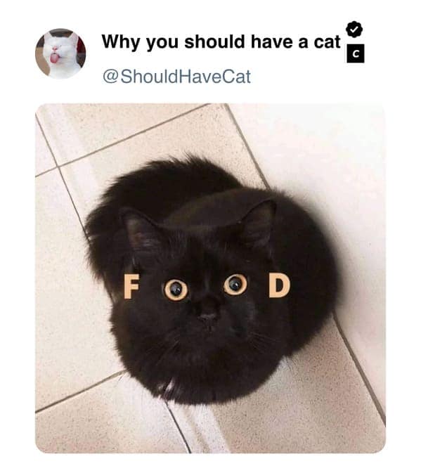 cat memes, pet memes, feline humor, cat ownership memes, Kitty comedy, purr-fect memes, whisker-filled humor